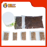 CHICORY GRASS PLANTING [5 SET] CST226
