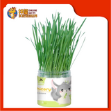 CHICORY GRASS PLANTING [5 SET] CST226