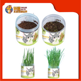 CHICORY GRASS PLANTING [5 SET] CST226