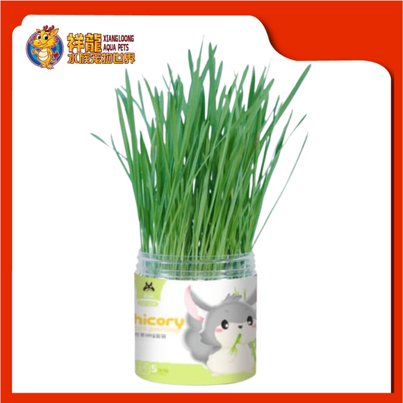 CHICORY GRASS PLANTING [5 SET] CST226