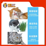 CHICORY GRASS PLANTING [5 SET] CST226