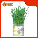 CHICORY GRASS PLANTING [5 SET] CST226